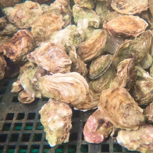 Le Restaurant - Ty Bag - Restaurant Plouharnel - Restaurant Carnac Plage